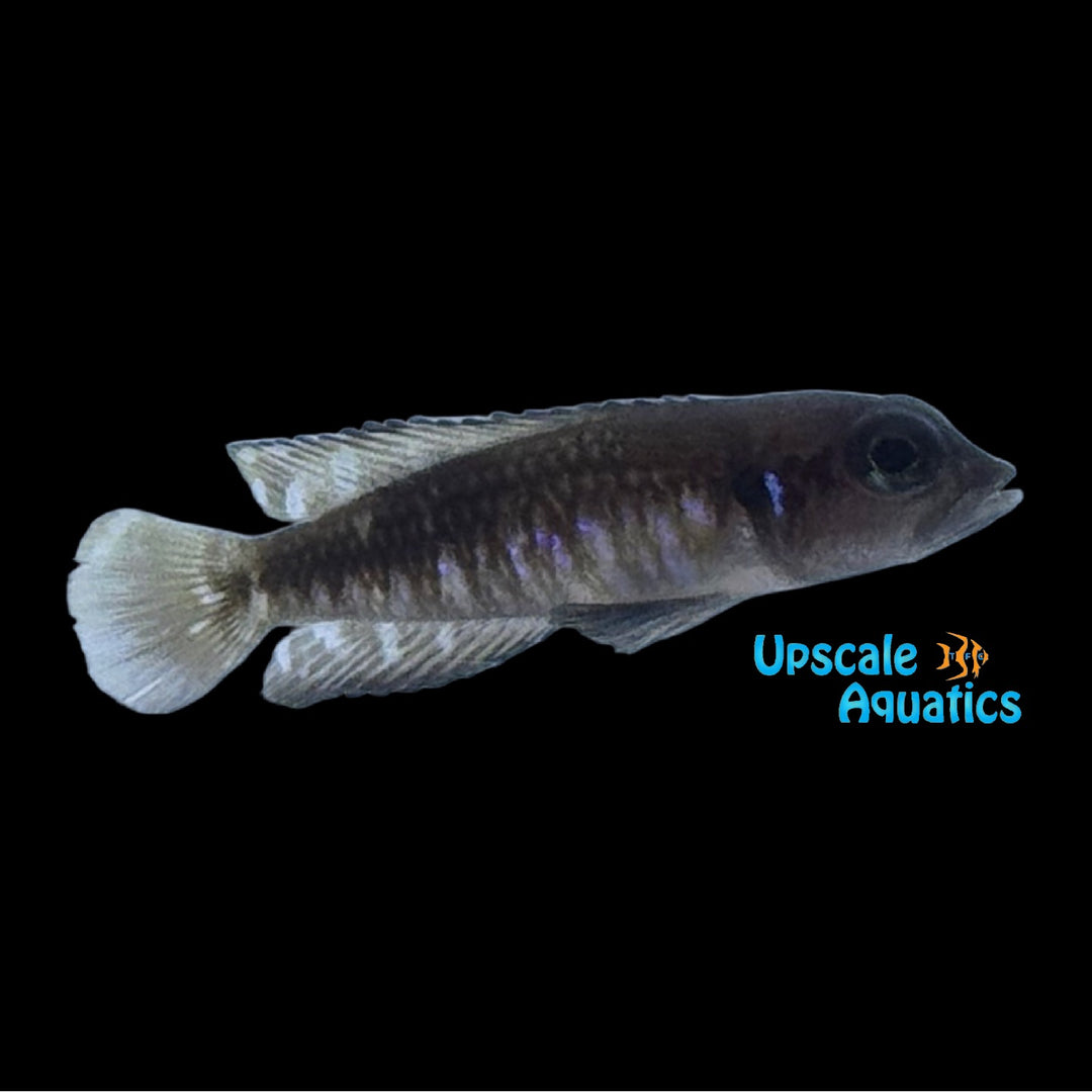 Black Ocellatus Cichlid (Lamprologus speciosus)