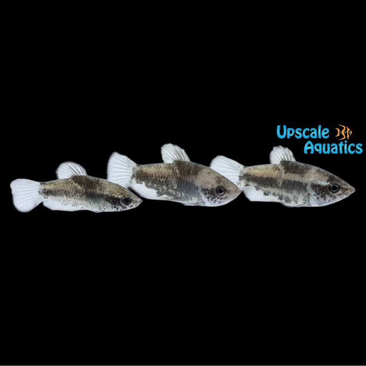 Mini Chocolate Gourami (Parasphaerichthys ocellatus)
