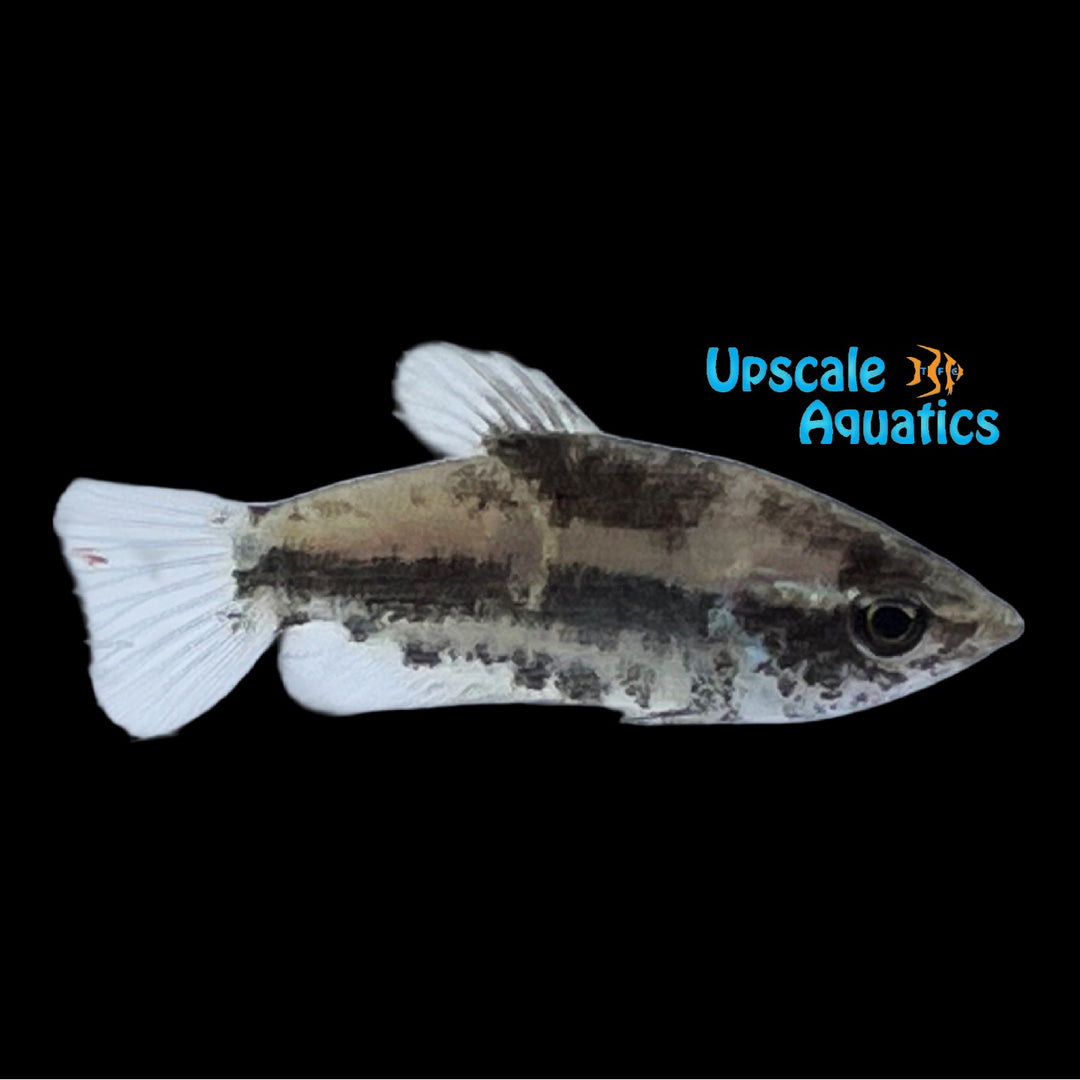Mini Chocolate Gourami (Parasphaerichthys ocellatus)
