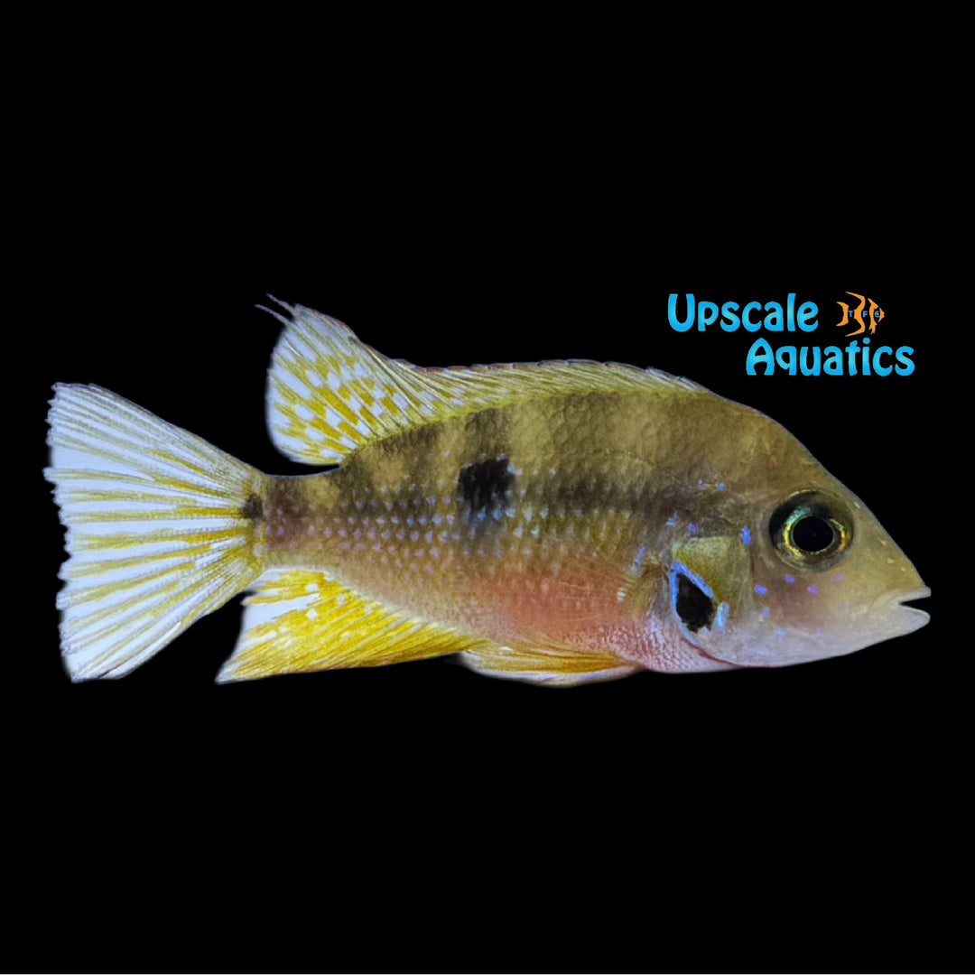 Blue Flash Cichlid (Thorichthys aureus)