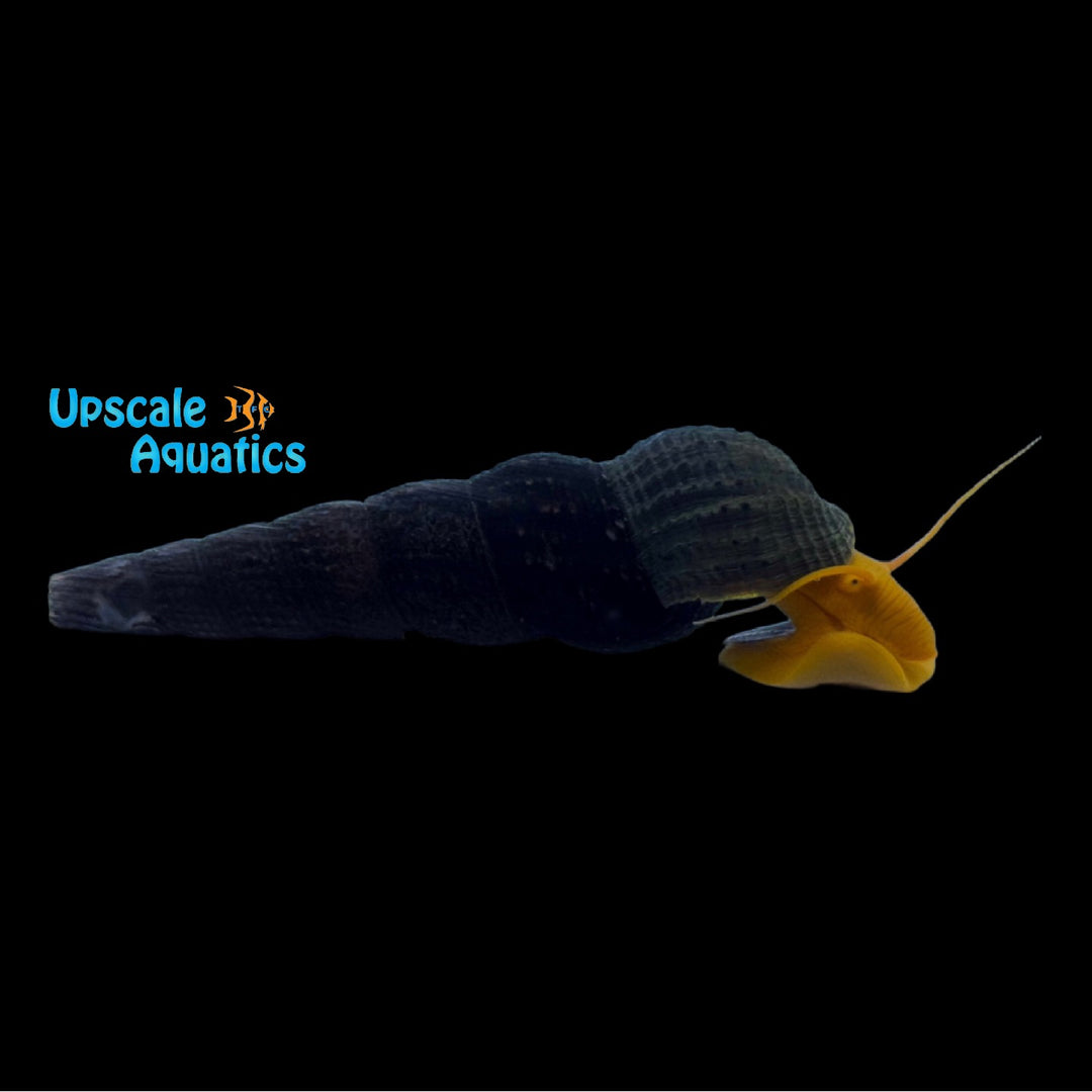 Orange Rabbit Snail (Tylomelania gemmifera)