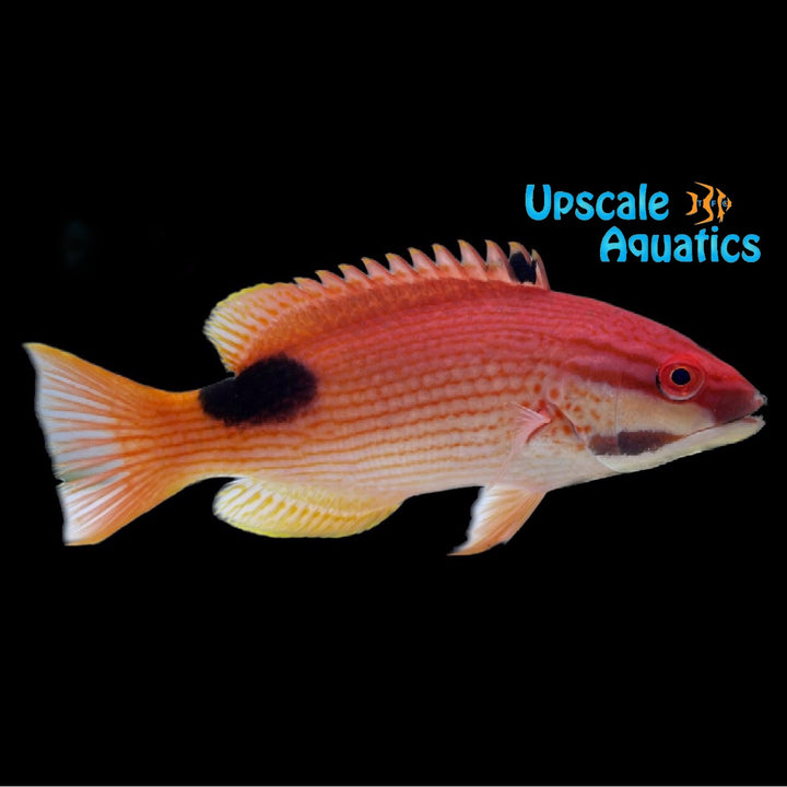Saddleback Hogfish (Bodianus bilunulatus)