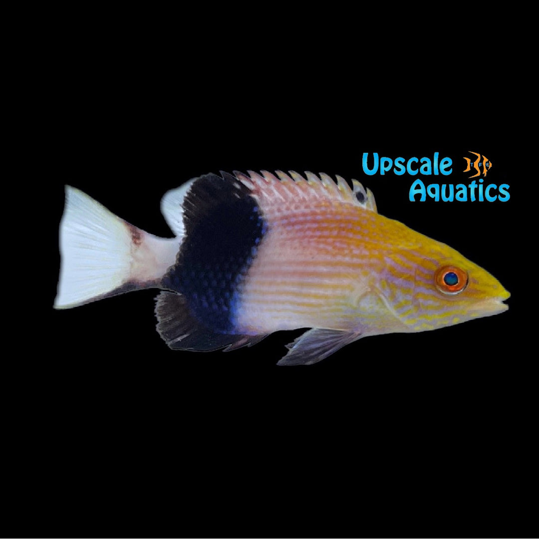Saddleback Hogfish (Bodianus bilunulatus)