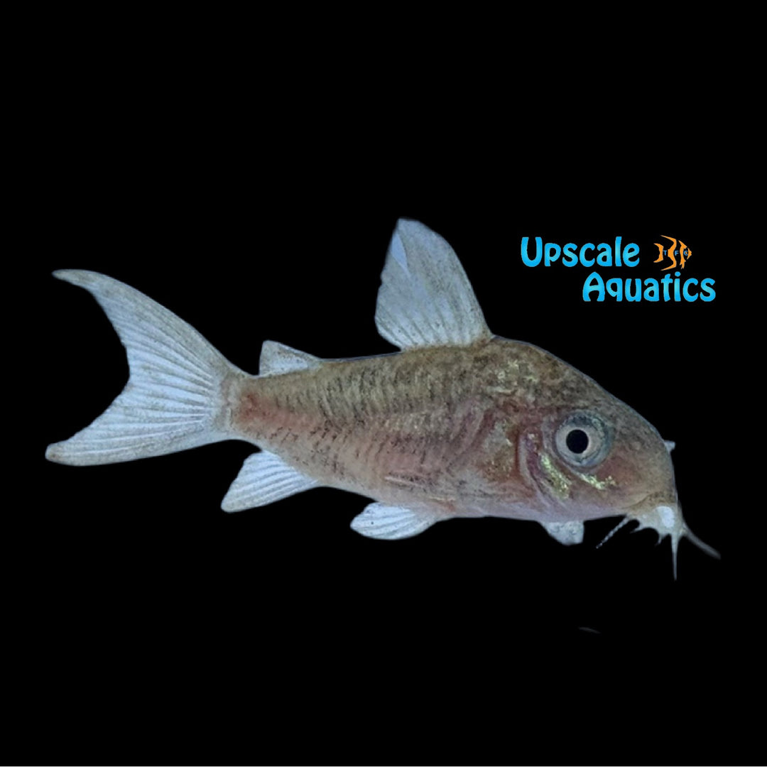 Pantanalensis Cory C005 (Brochis pantanalensis)