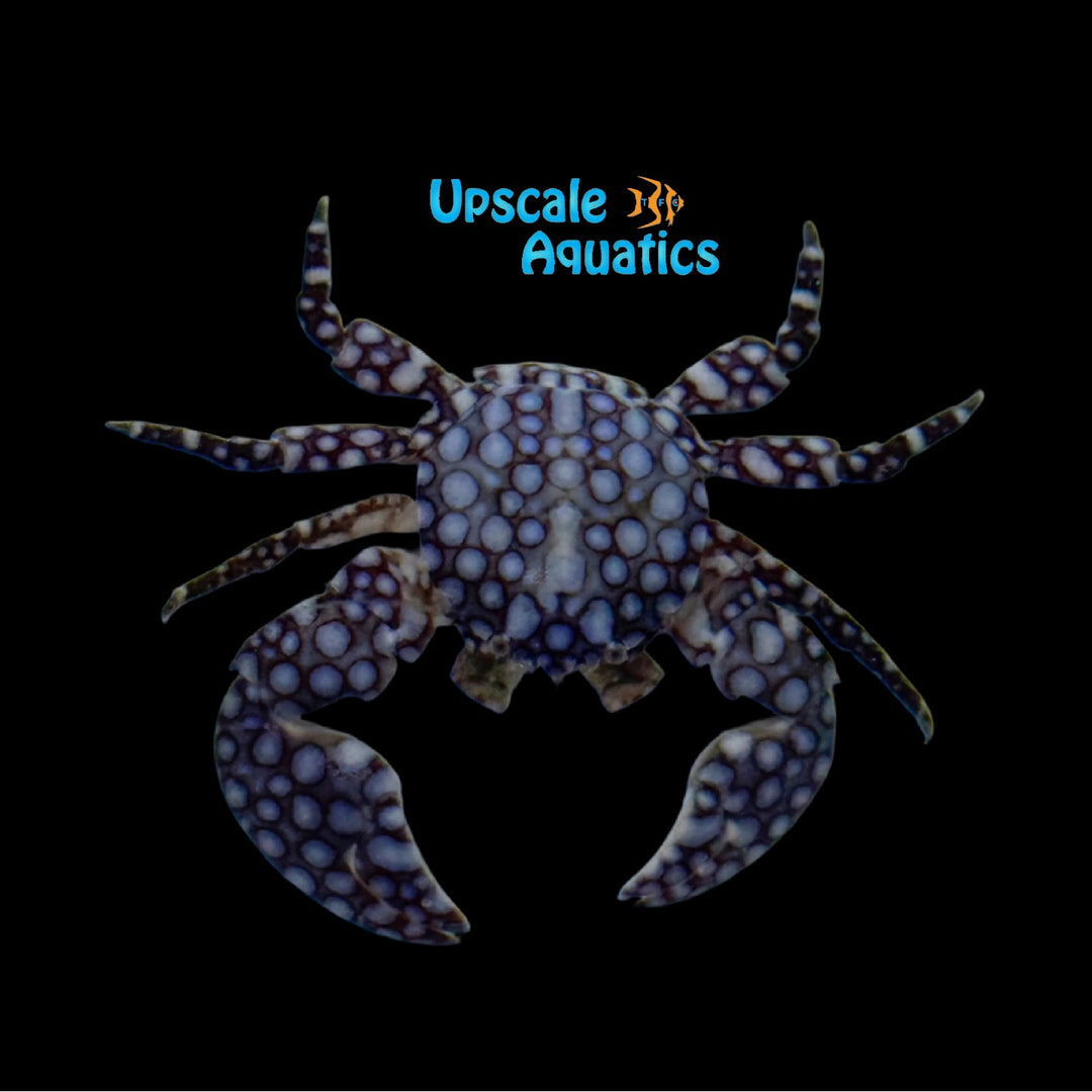 Purple Spotted Porcelain Crab (Procellana sayana)