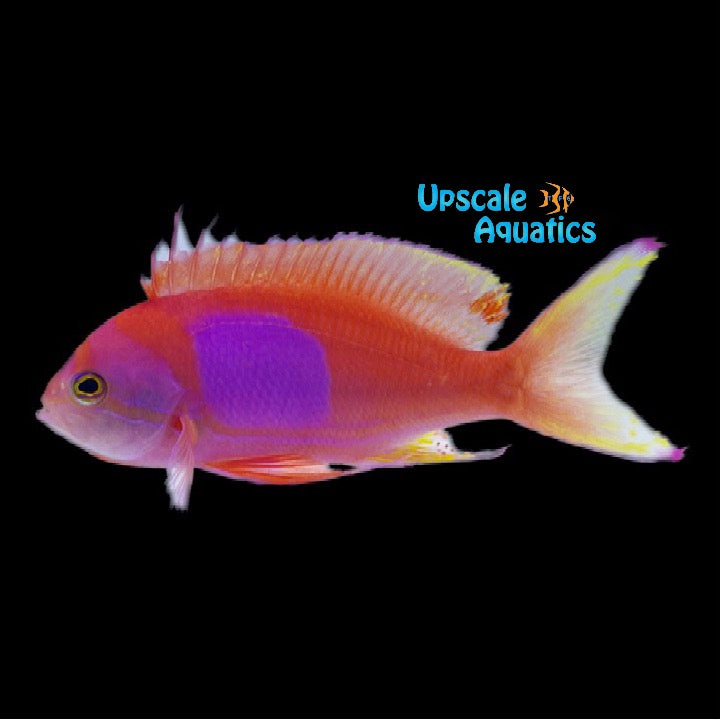 Square Anthias - Male (Pseudanthias pleurotaenia)