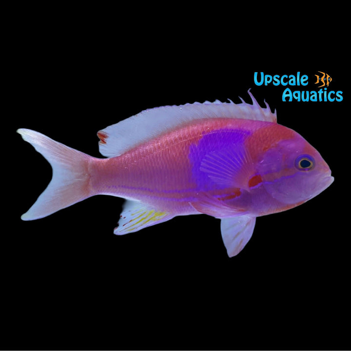 Square Anthias - Male (Pseudanthias pleurotaenia)