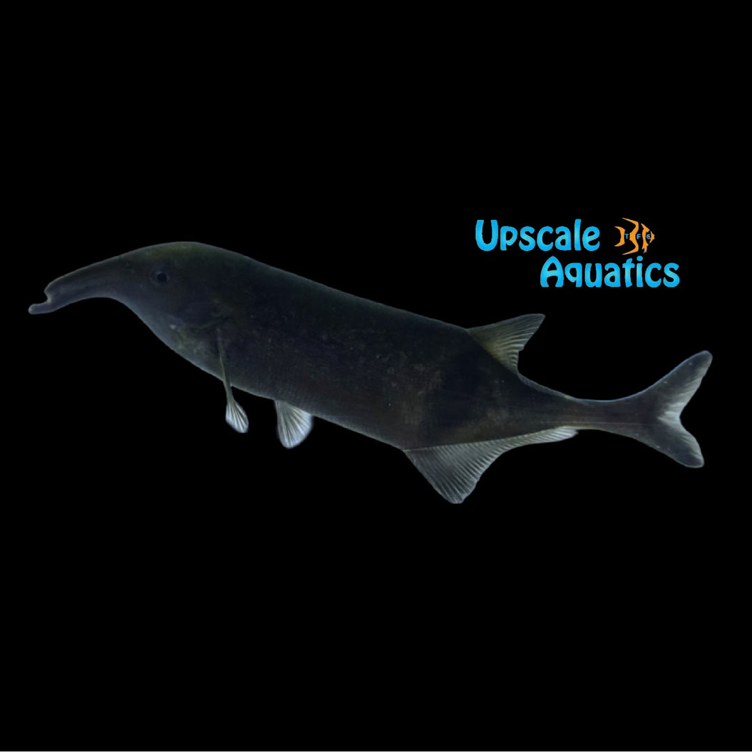 Kasai Elephantnose Mormyrid (Campylomormyrus cassaicus)