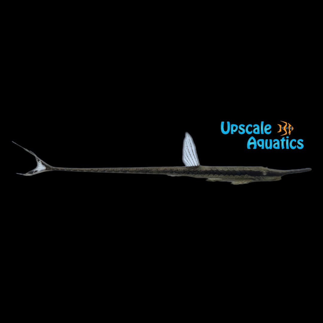 Twig Catfish (Farlowella nattereri)
