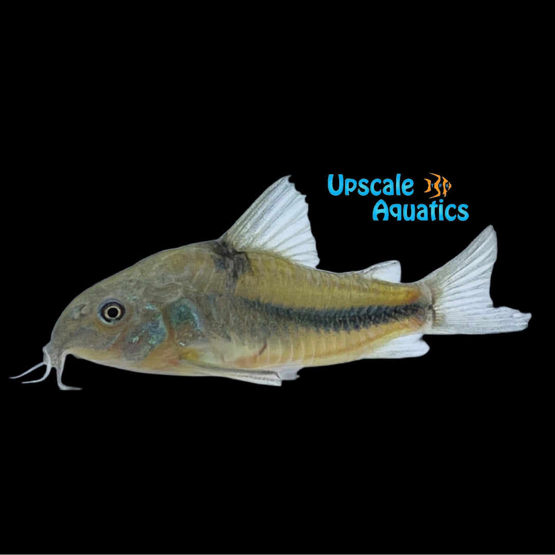 Natterer's Blue Cory (Corydoras nattereri)