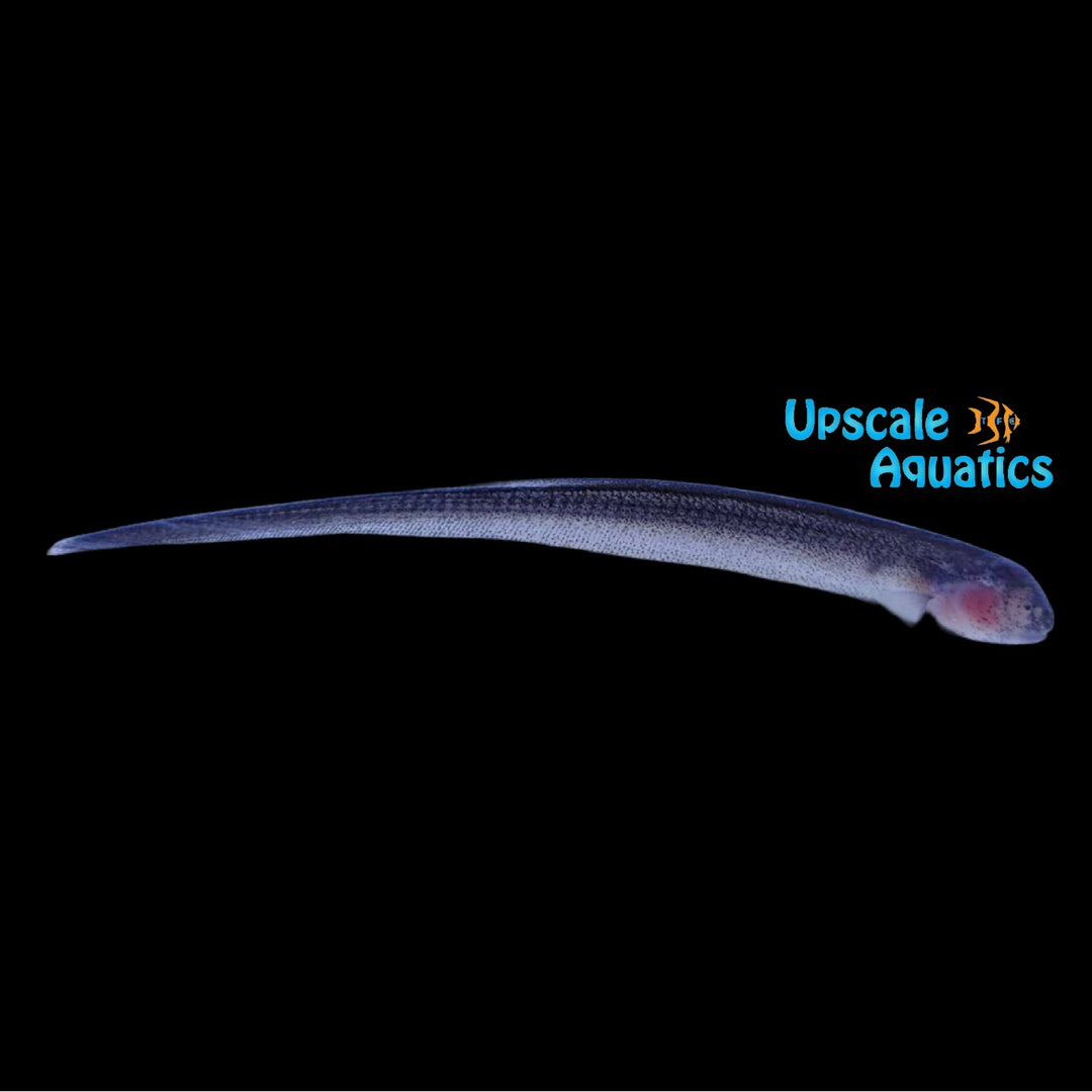 Natterer's Knifefish (Sternarchogiton nattereri)