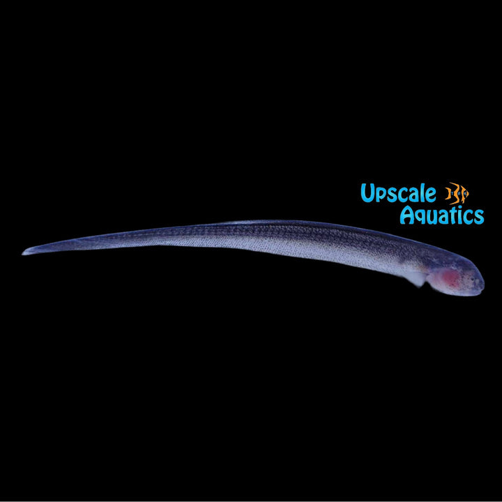 Natterer's Knifefish (Sternarchogiton nattereri)