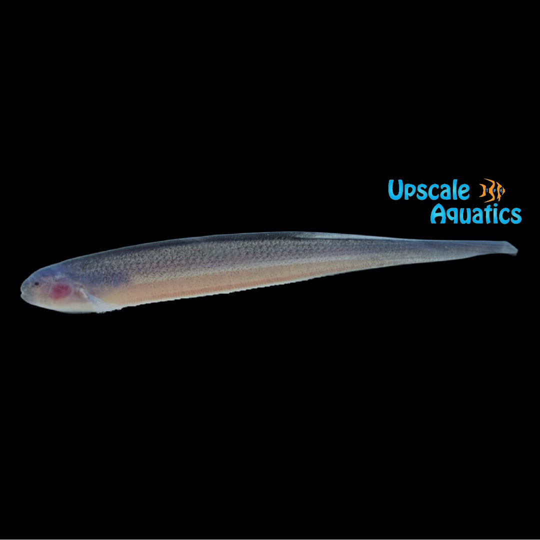 Natterer's Knifefish (Sternarchogiton nattereri)