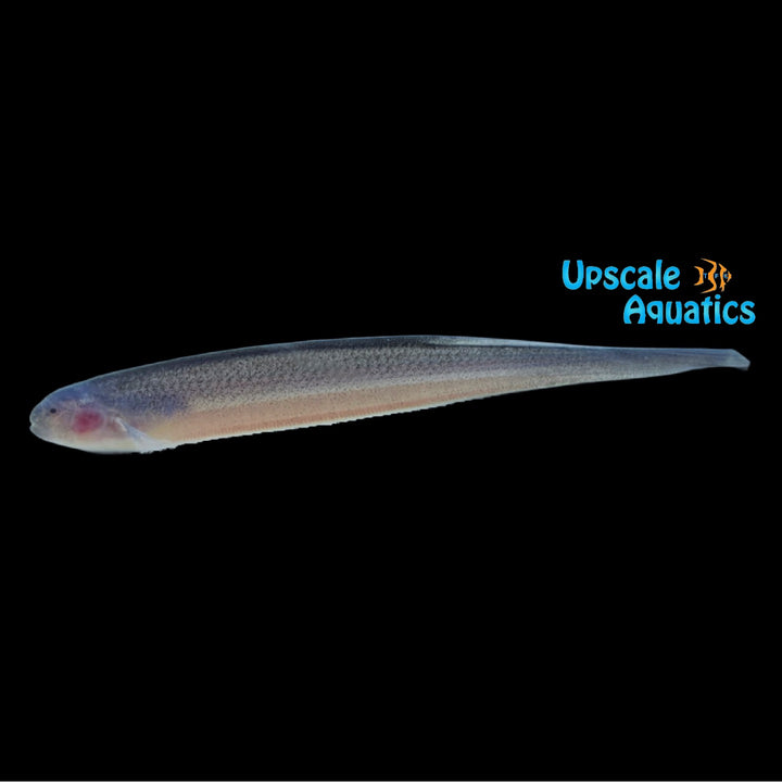 Natterer's Knifefish (Sternarchogiton nattereri)