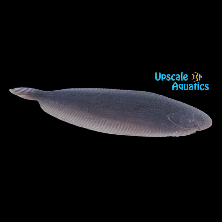 Amazon Freshwater Tonguefish (Apionichthys nattereri)