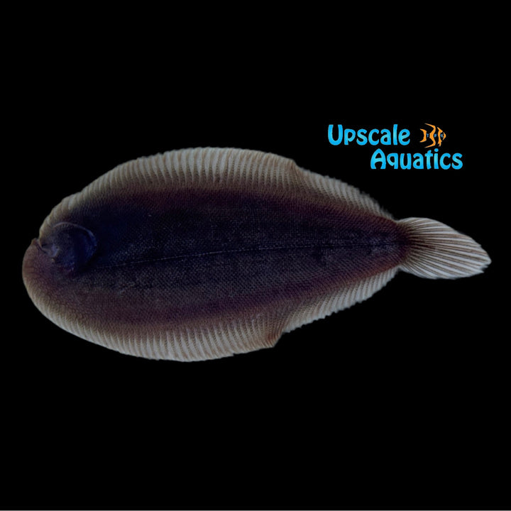 Amazon Freshwater Tonguefish (Apionichthys nattereri)