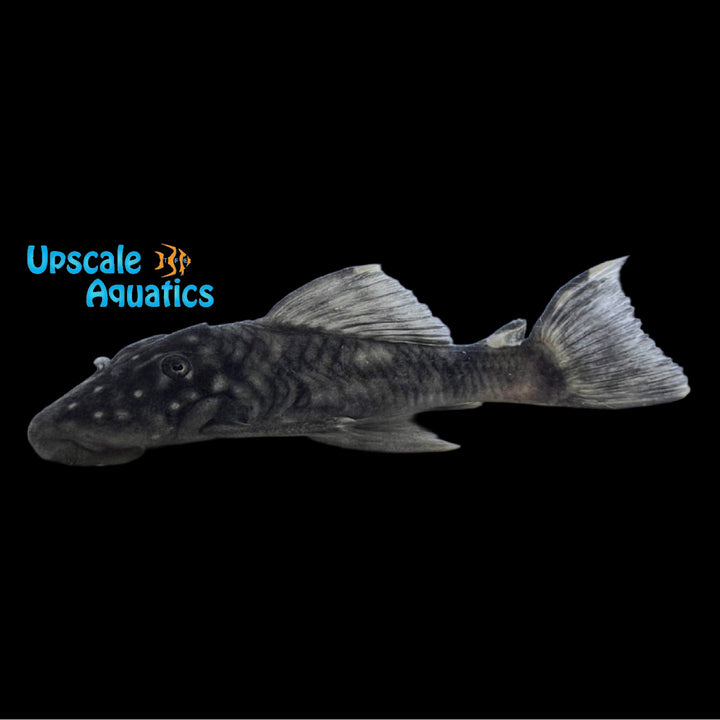 Black Vampire Pleco L473 (Leporacanthicus sp. L473)