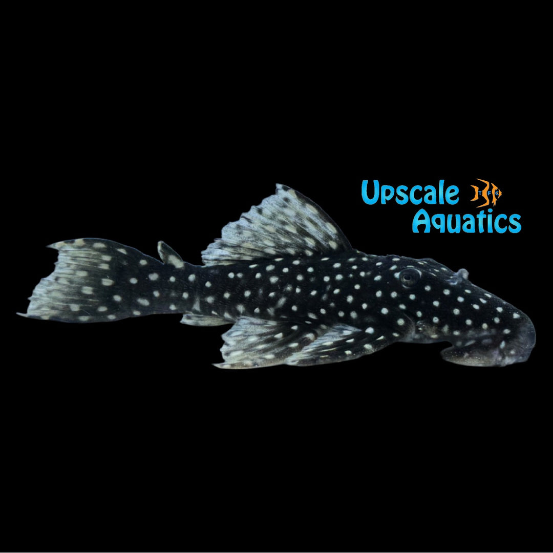 Black Vampire Pleco L473 (Leporacanthicus sp. L473)