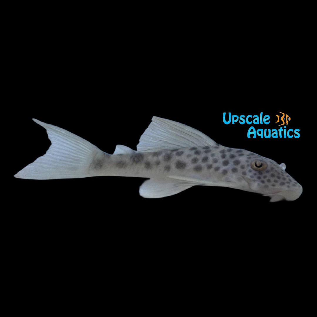 Big Spot Peckoltia Pleco L163 (Ancistomus cf. feldbergae)