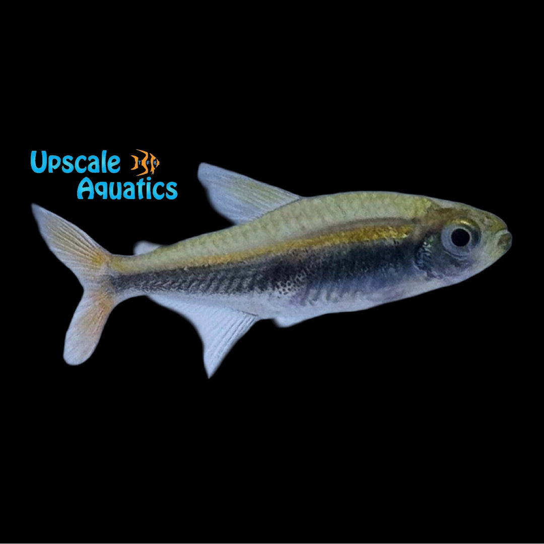Loreto Tetra (Hyphessobrycon loretoensis)