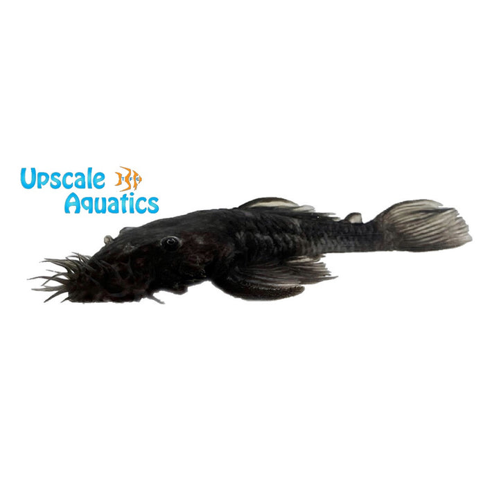 Medusa Pleco L034 (Ancistrus ranunculus)