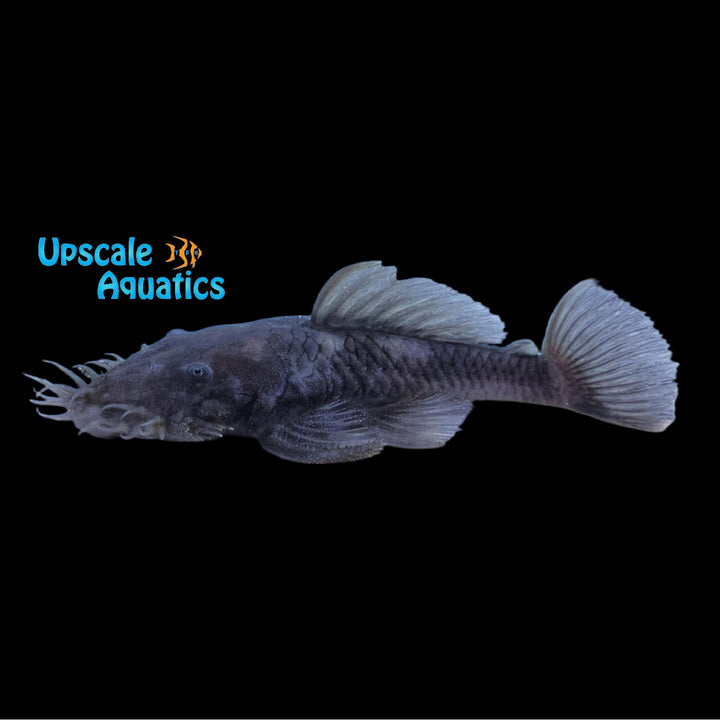 Medusa Pleco L034 (Ancistrus ranunculus)