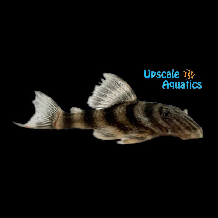 Tiger Pleco L002 (Panaque Pleco L002)