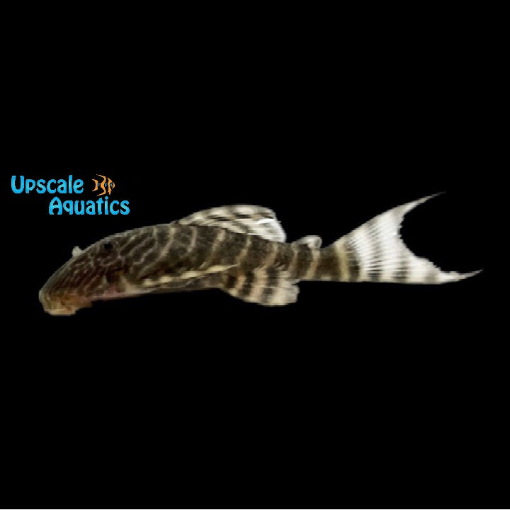 Tiger Pleco L002 (Panaque Pleco L002)
