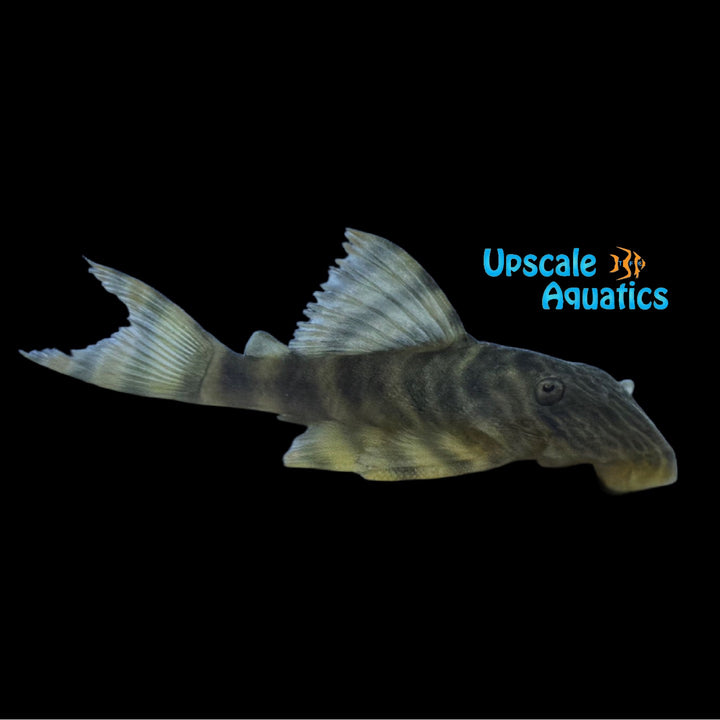 Tiger Pleco L002 (Panaque Pleco L002)