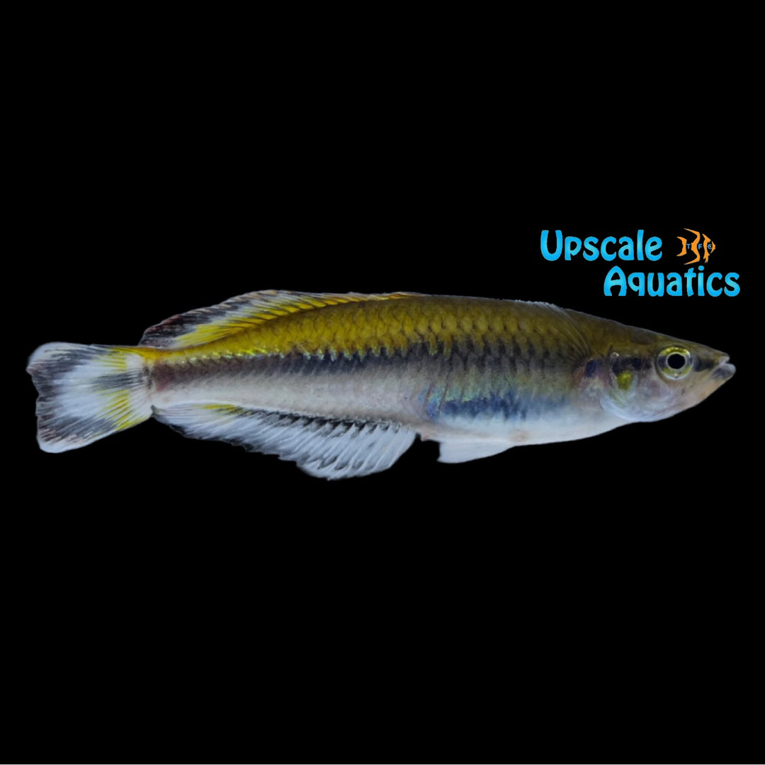 Madagascar Rainbowfish (Bedotia geayi)