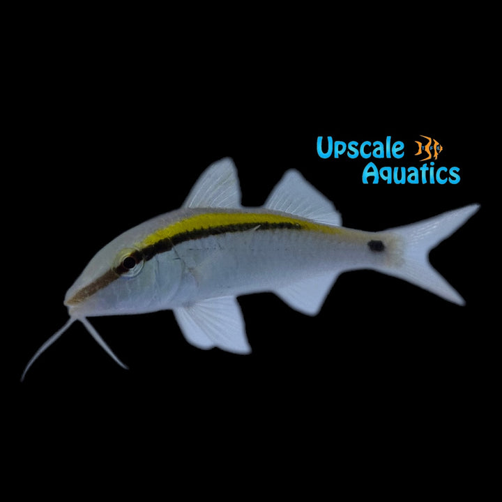 Yellow Back Goatfish (Parupeneus barberinus)