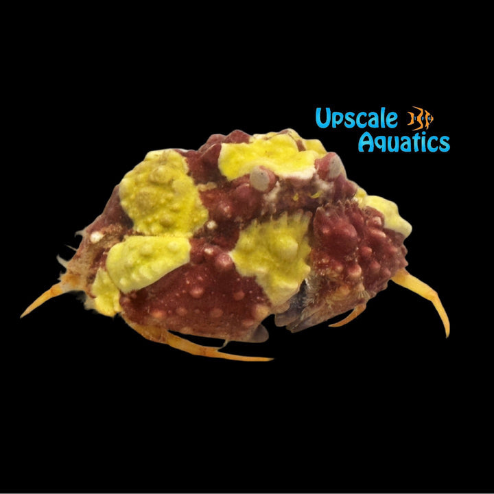Rough Box Crab (Calappa gallus)