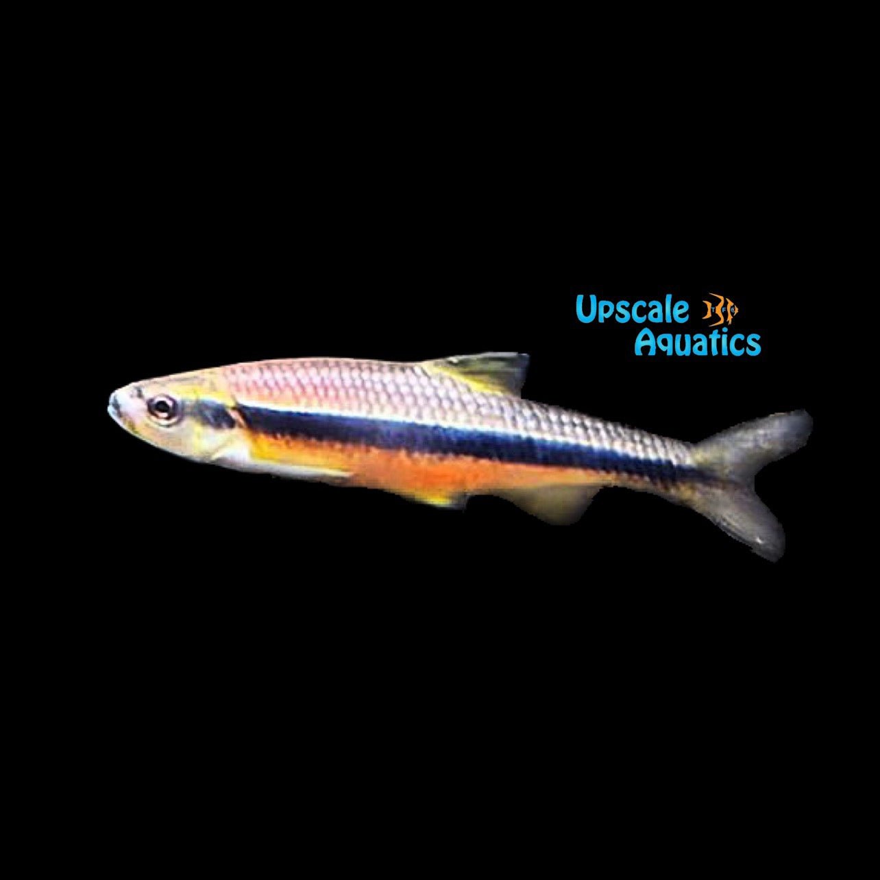 Yellowfin Shiner (Notropis lutipinnis) – Upscale Aquatics