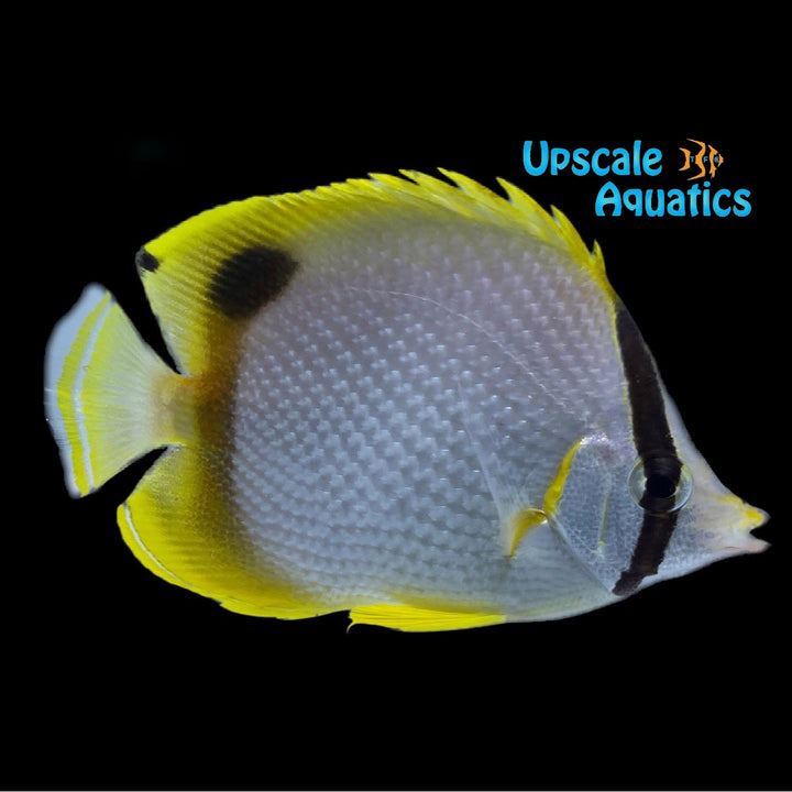 Spotfin Butterfly (Chaetodon ocellatus)
