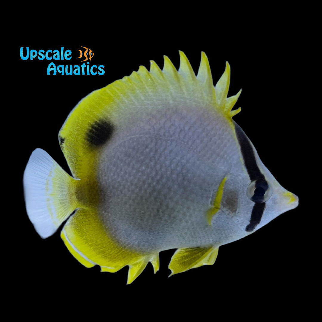 Spotfin Butterfly (Chaetodon ocellatus)