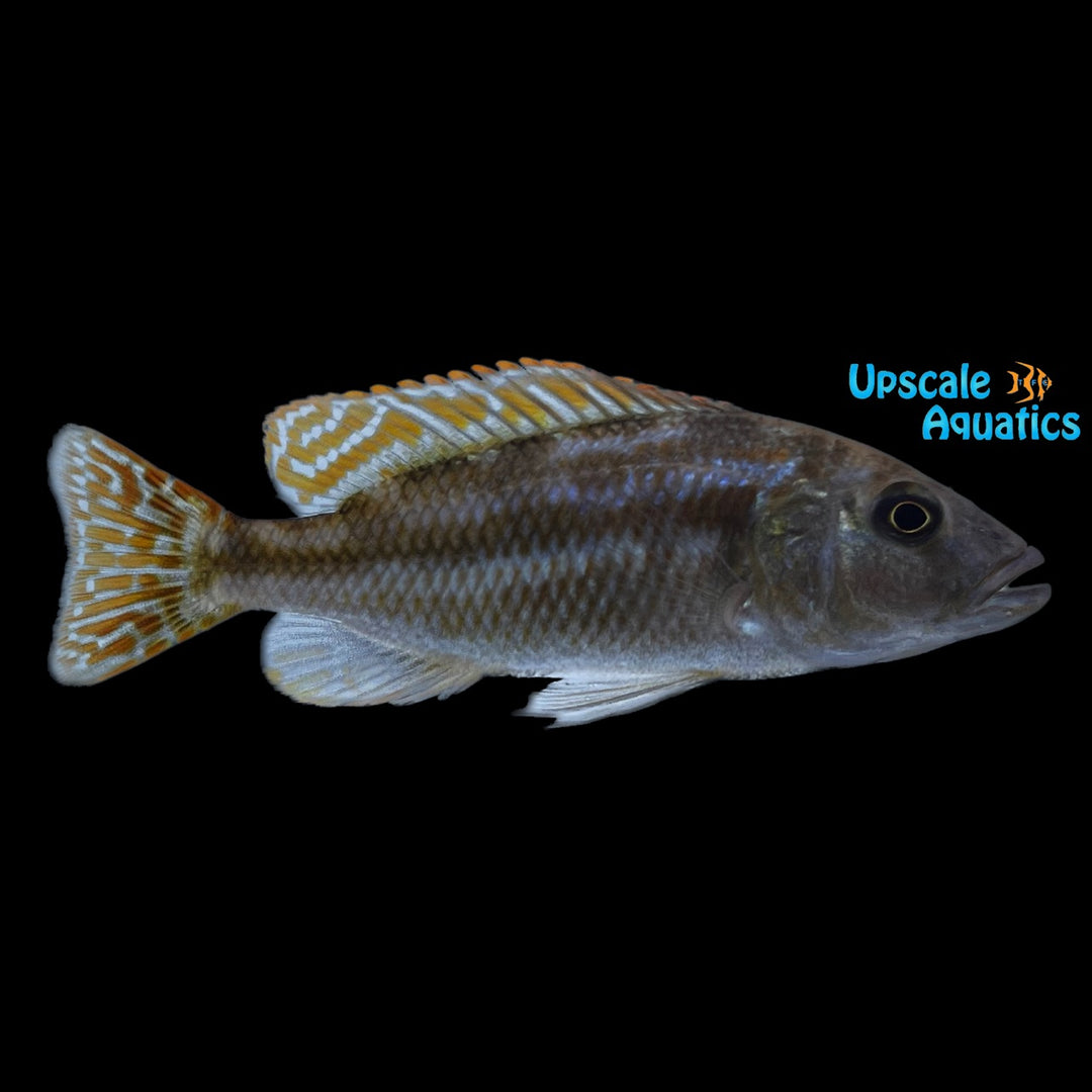 Livingstoni Cichlid (Nimbochromis livingstonii)