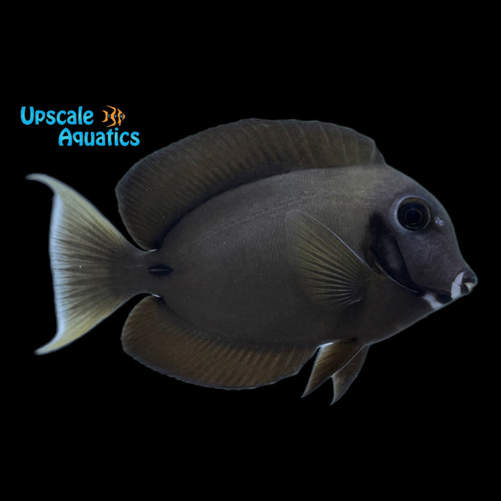 Eibli Mimic Tang (Acanthurus tristis)