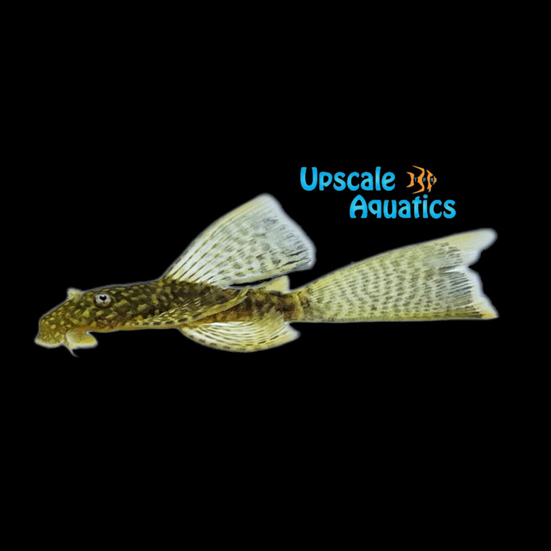 Longfin Lemondrop Bristlenose Pleco (Ancistrus sp.)