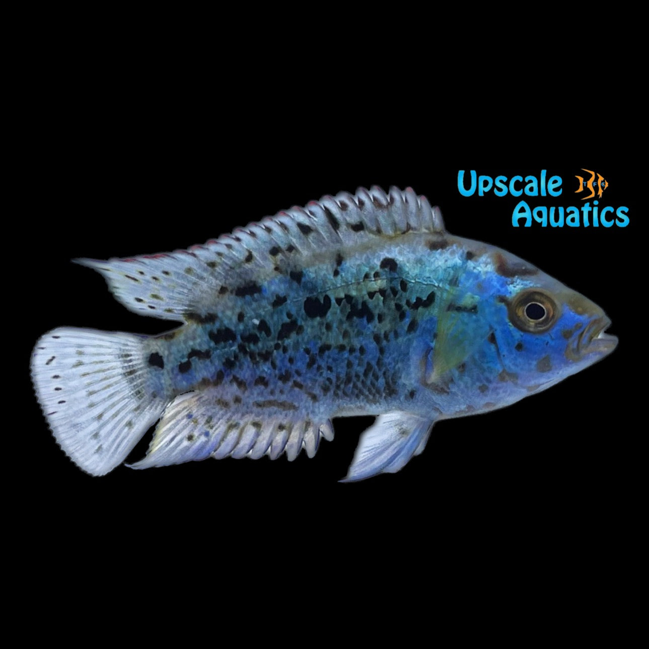Cichlids from Central America　熱帯魚 OUTSTANDING OAXACA CICHLID 1.5 to 2 INCHES (Vieja zonatus)