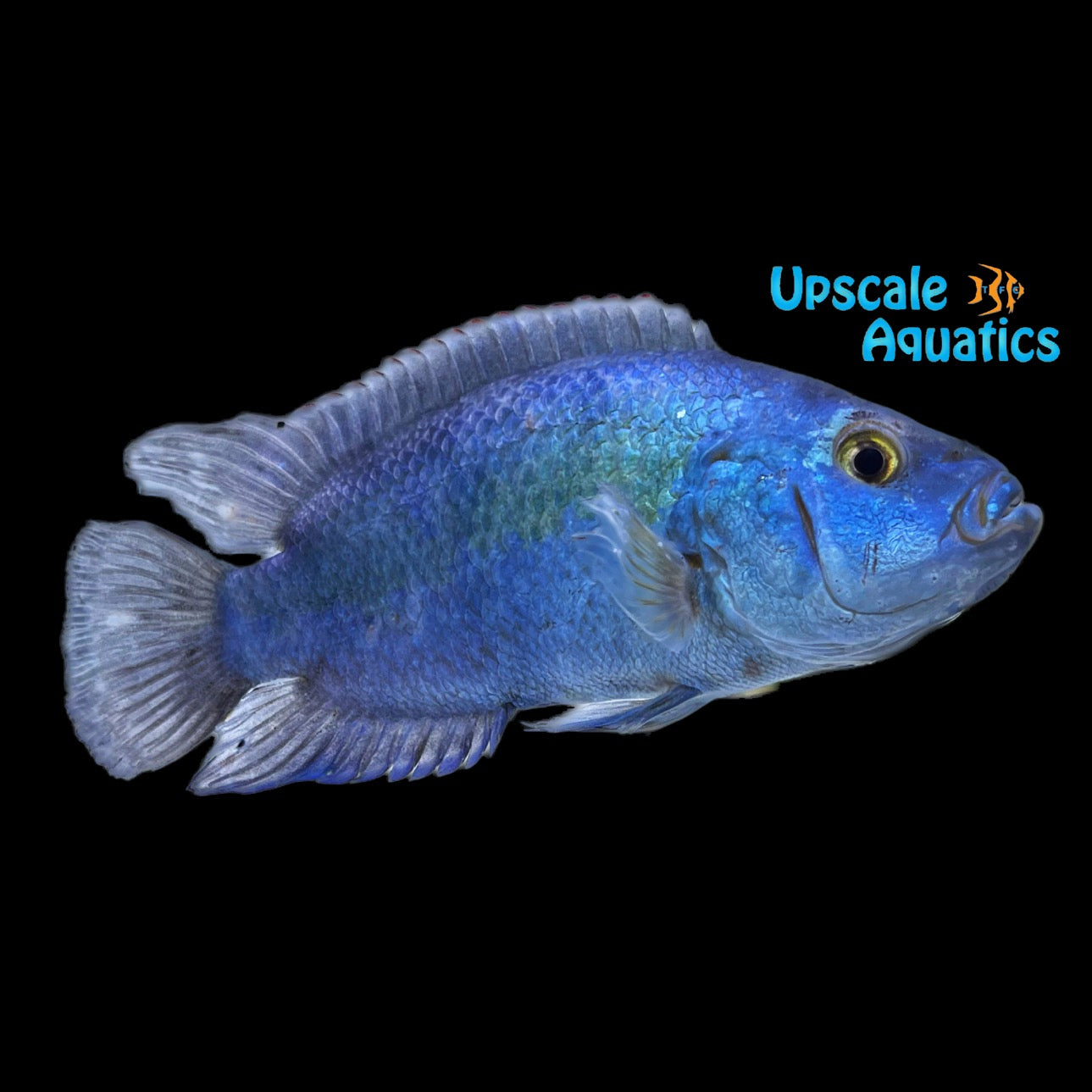 Electric Blue Jack Dempsey (Rocio octofasciata) – Upscale Aquatics