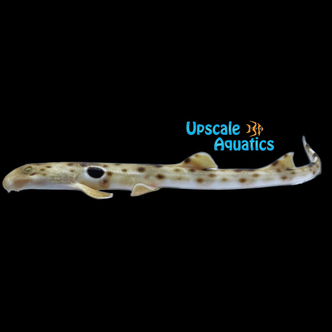 Epaulette Shark (Hemiscyllium ocellatum)