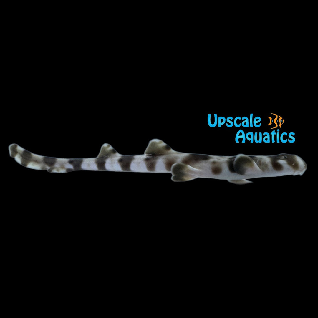 Epaulette Shark - Captive Bred (Hemiscyllium ocellatum)