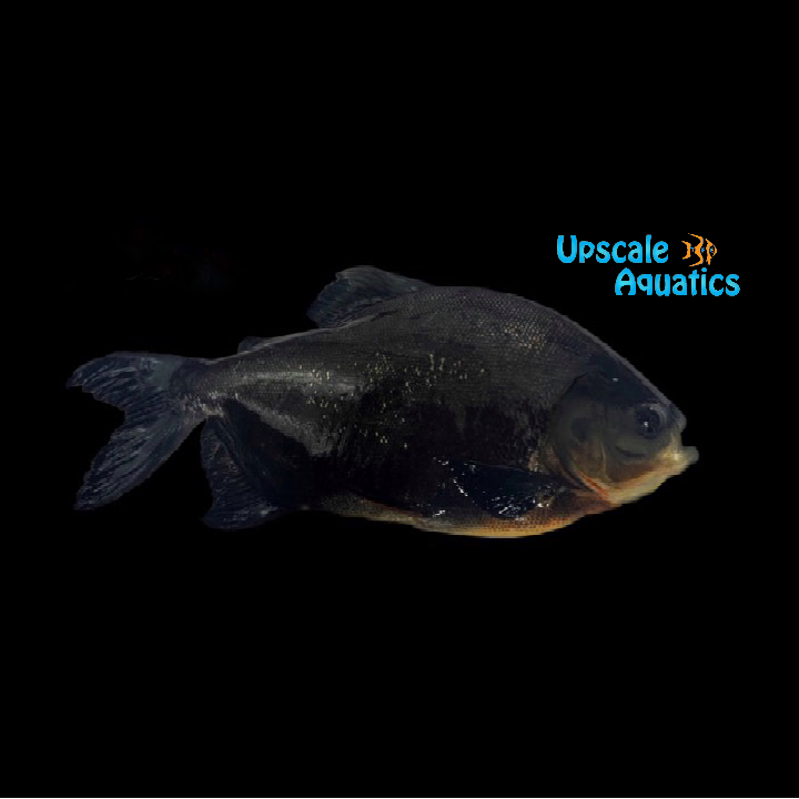Black Pacu (Colossoma macropomum) – Upscale Aquatics