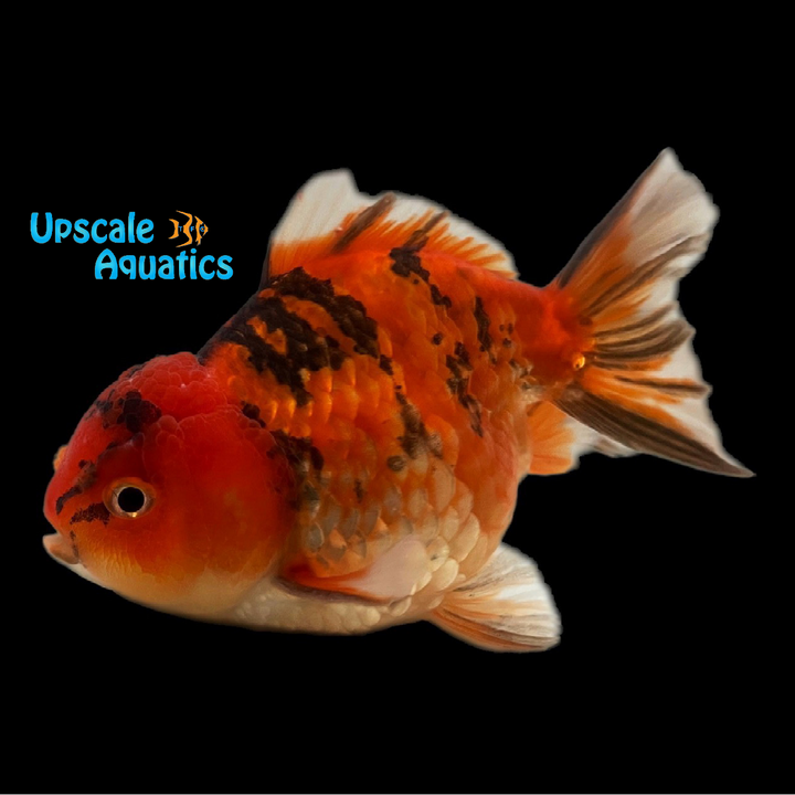 Yuanbao Goldfish (Carassius auratus)