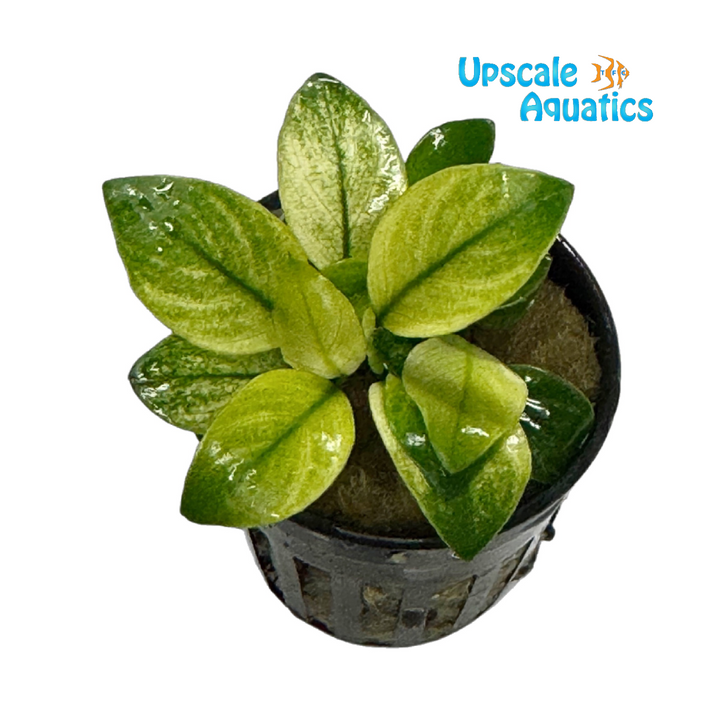 Broad White Anubias (Anubias barteri broad white)