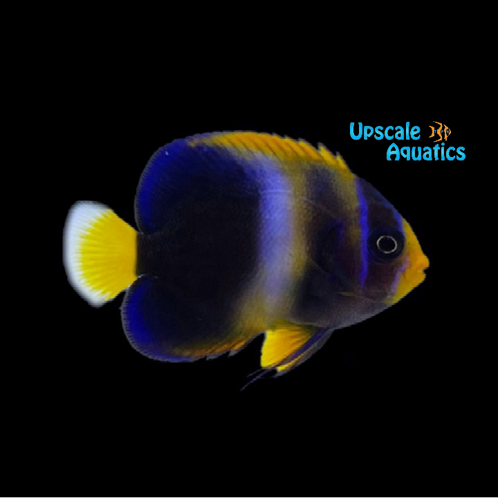West African Angelfish - Juvenile (Holacanthus africanus)
