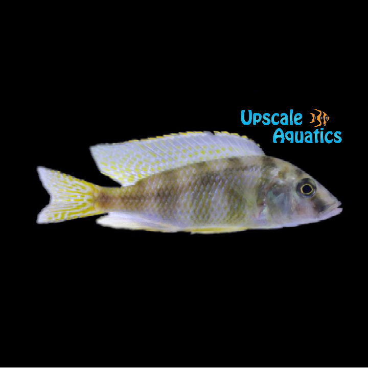 Johnstoni Solo Hap (Placidochromis 'johnstoni solo')