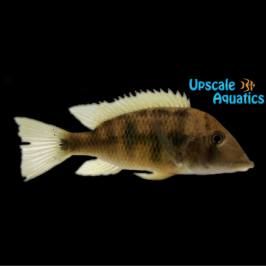 Yellowhump Eartheater (Geophagus Pellegrini)