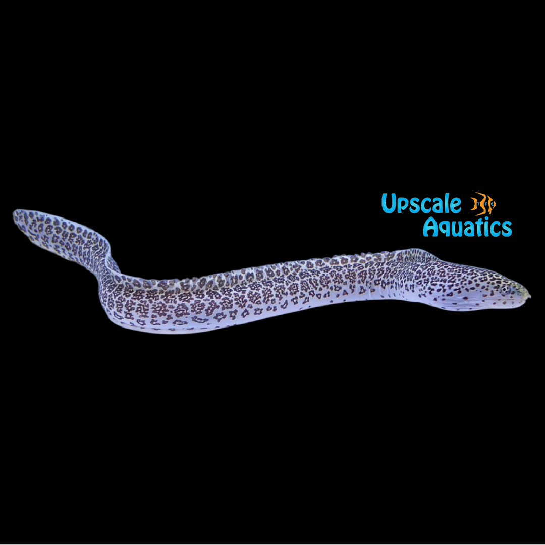 Peppered Moray Eel (Gymnothorax pictus)