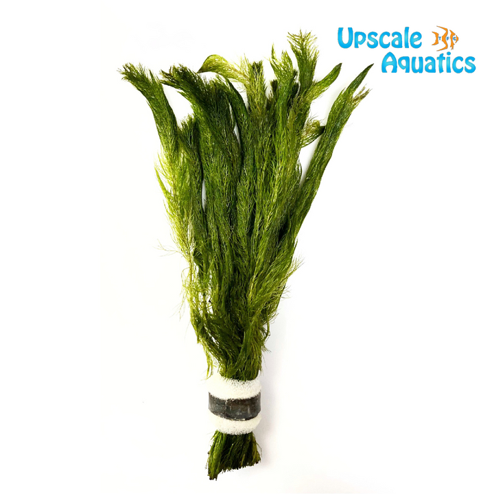 Myriophyllum Hippuroides